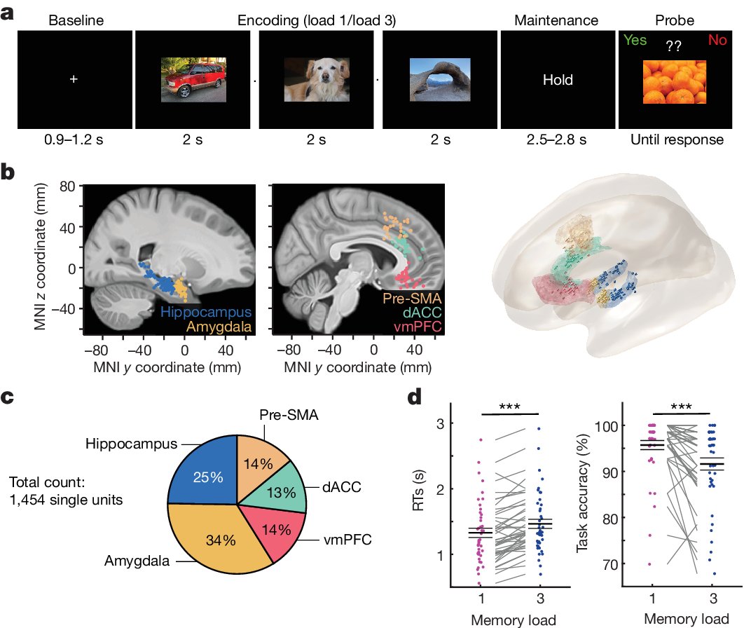 jonathan_daume's tweet card. Nature - Hippocampal theta–gamma phase–amplitude coupling integrates cognitive control and working memory storage across brain areas in humans.