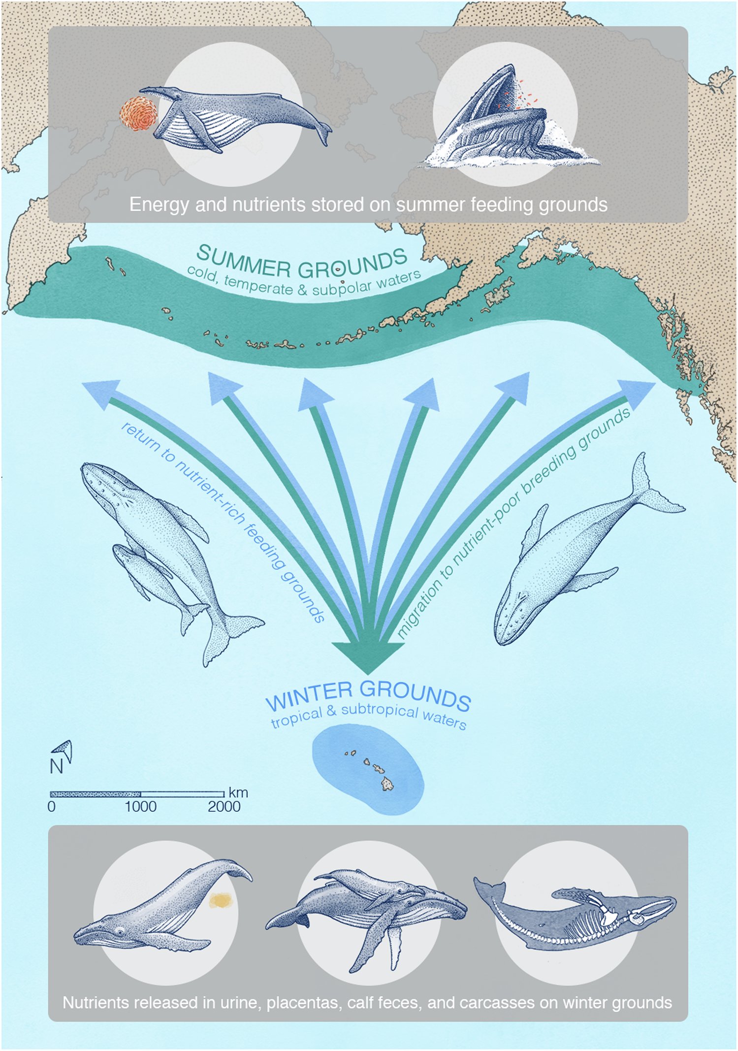 AnnaBruniche's tweet card. Nature Communications - Baleen whales migrate from high latitude feeding grounds to subtropical reproductive winter grounds, translocating limiting nutrients across ecosystems. This study estimates...
