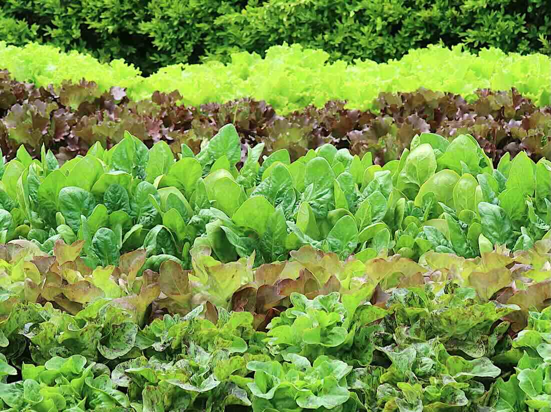Frankdgrwhippet's tweet card. Mainstream outlets blame rising food prices on climate change—real data shows record crop yields and no link to extreme weather.