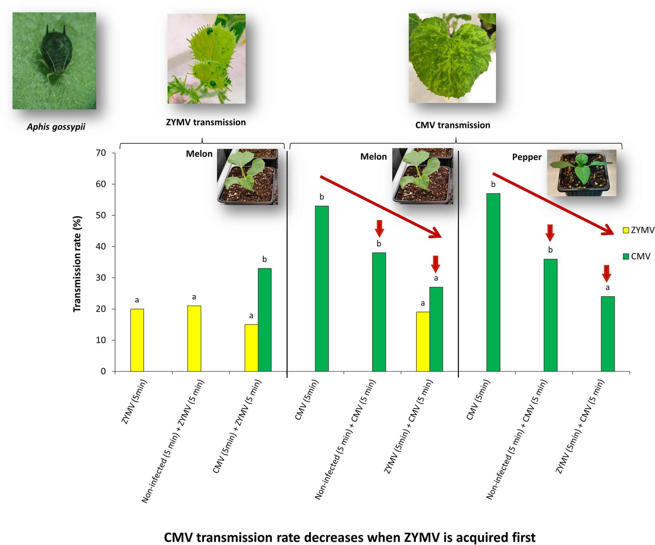 AnnalsApplBio's tweet card. Here, we tested if different stylet-borne aphid-transmitted viruses can compete for the same binding sites within the aphid stylets. We conducted sequential transmission assays of a potyvirus (ZYMV)...