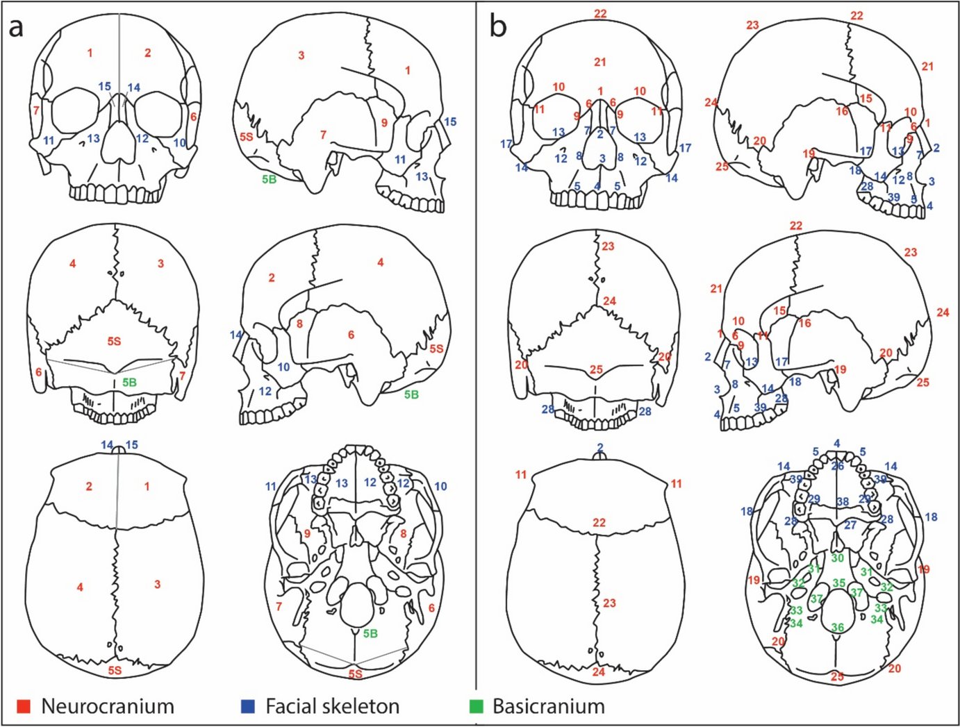 SilviaBello14's tweet card. Journal of Archaeological Method and Theory - The human cranium is probably the most common single anatomical element manipulated after the death of the individual. However, it is not uncommon to...