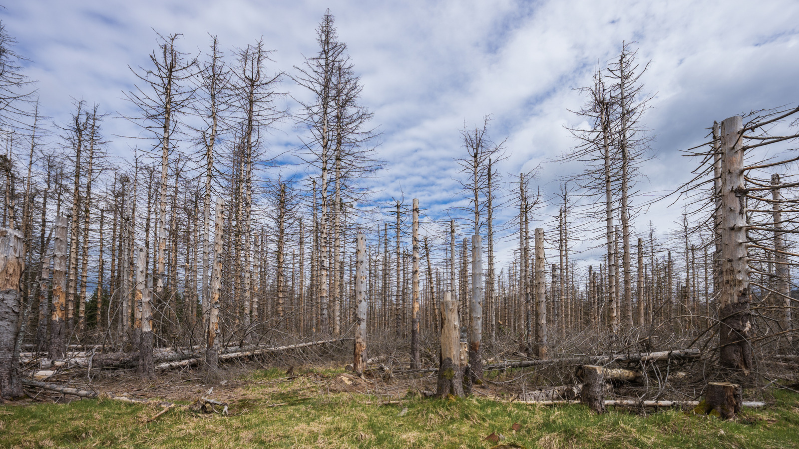 BGR's tweet card. Acid rain used to be a bigger problem, but policies like the U.S. Clean Air Act of 1990 helped mitigate its impact on our planet.