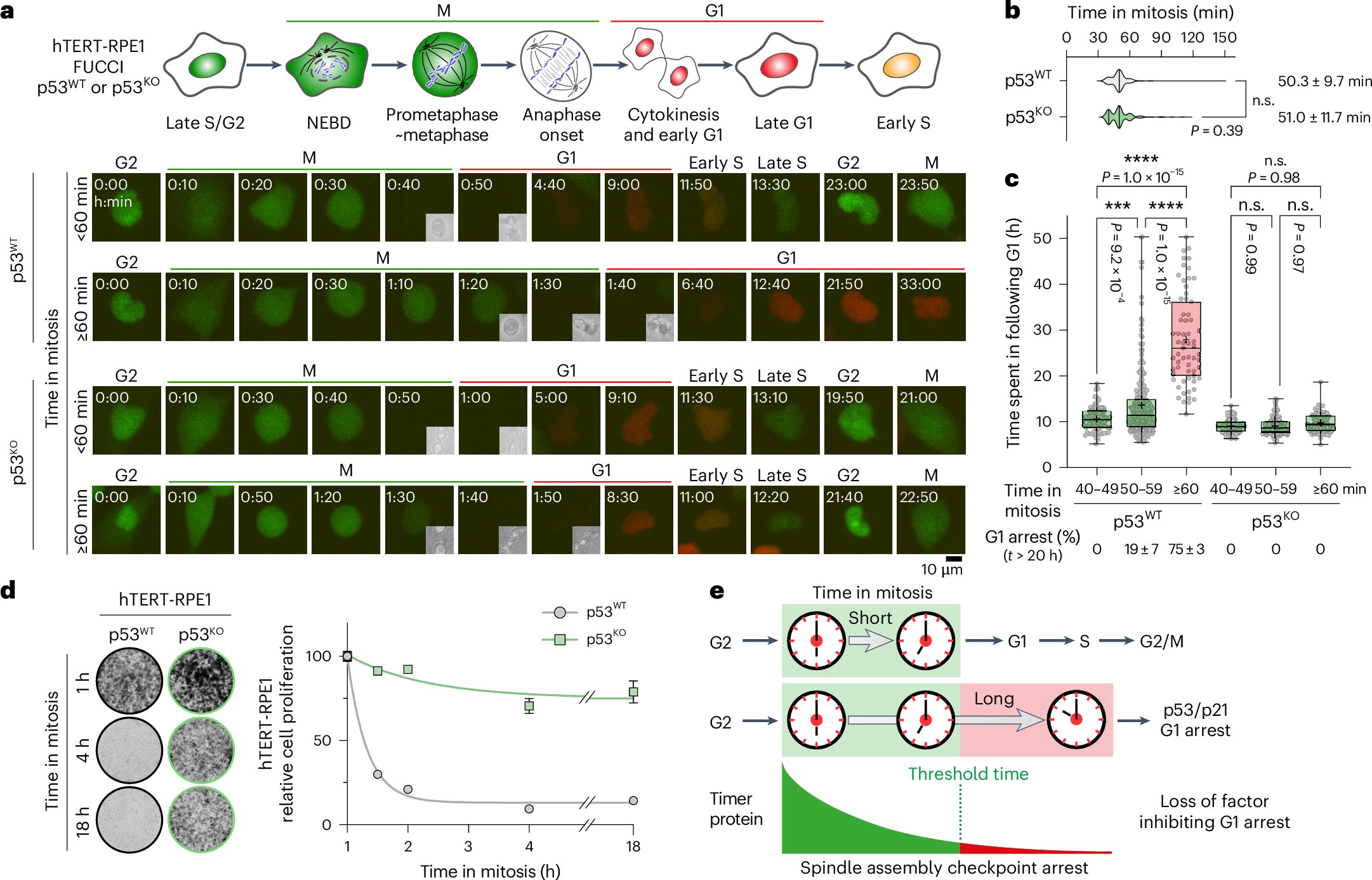 NatureCellBio's tweet card. Nature Cell Biology - Fulcher et al. show that MDM2 times mitosis through self-catalysed ubiquitination and proteasomal destruction, triggering G1 arrest following delays in mitosis associated with...