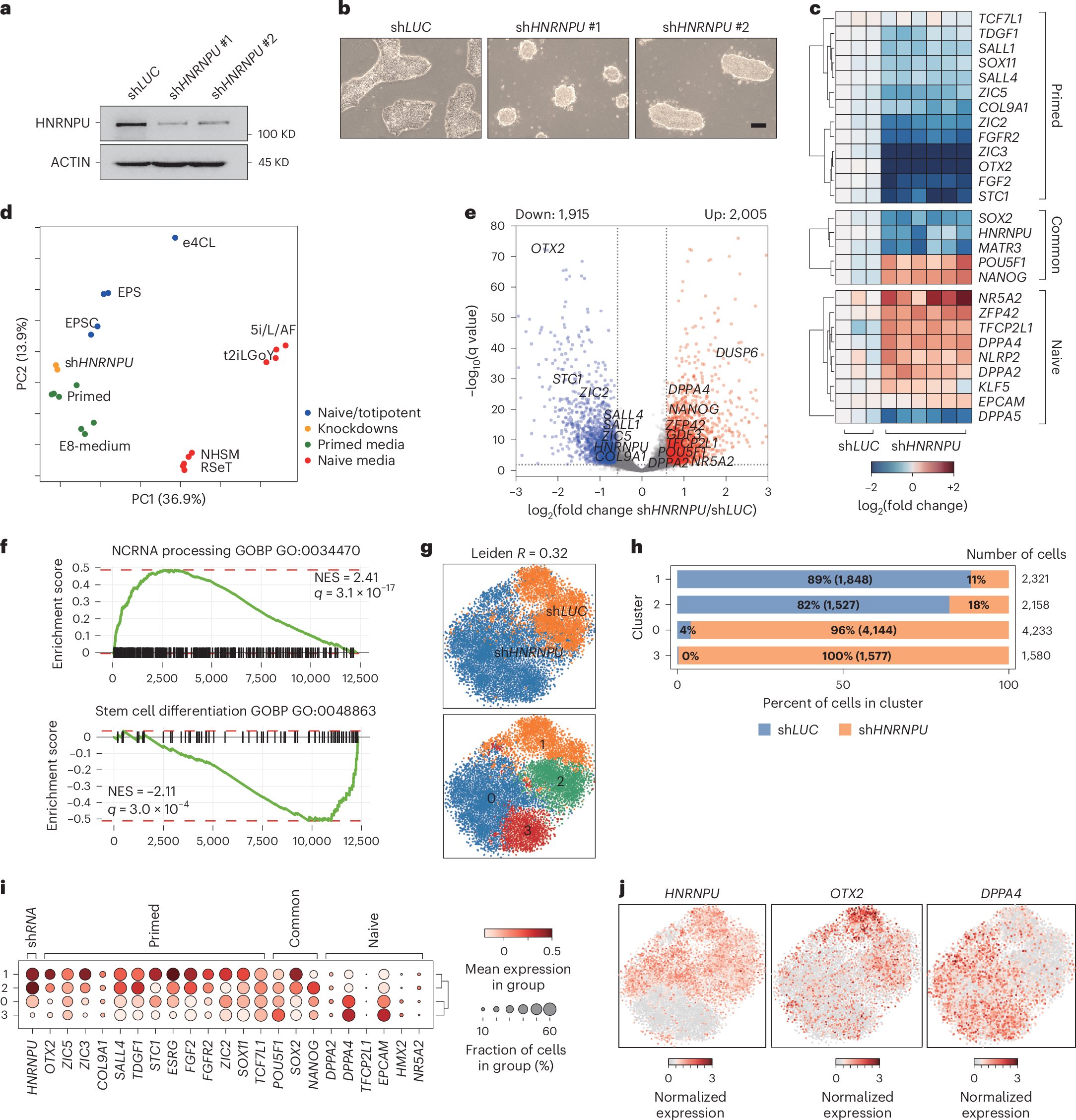 NatureCellBio's tweet card. Nature Cell Biology - Ma et al. show that heterogeneous nuclear ribonucleoprotein U promotes the primed state in human pluripotent stem cells by interacting with nuclear matrix protein, Matrin-3,...
