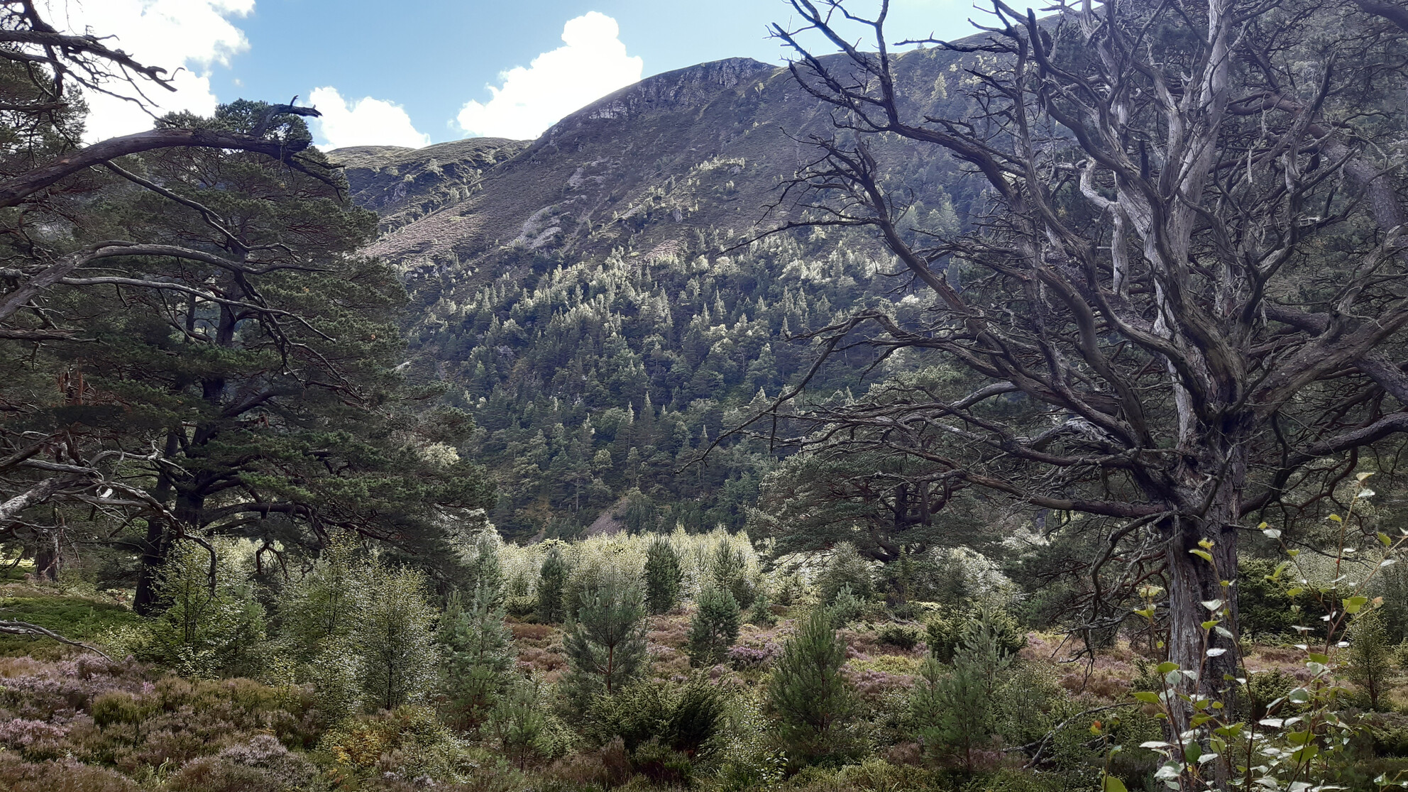 RewildScotland's tweet card. Our work shows reintroducing wolves to the Scottish Highlands could help address the climate emergency. By controlling red deer populations, wolves would enable native woodlands to expand, capturing...
