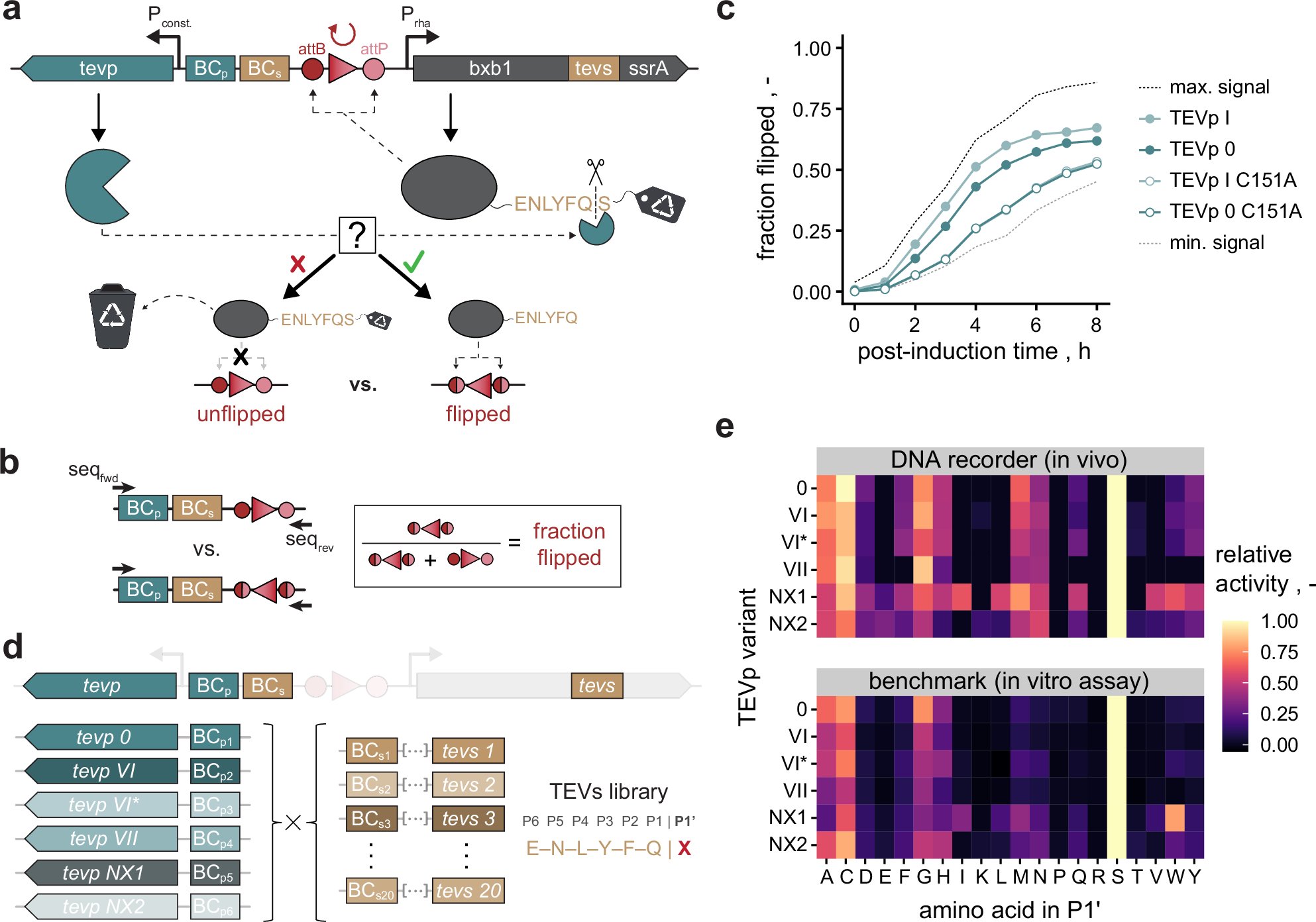 sgqcheng's tweet card. Nature Communications - Substrate-specific proteases have an enormous potential in the life sciences, but tailoring their specificity remains challenging. Here, the authors describe a data-driven...