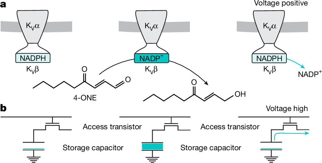 bsrlaboratory's tweet card. Nature - Sleep-inducing neurons in Drosophila rely on Hyperkinetic, the β-subunit of the KV1 channel Shaker, to monitor sleep need by translating lipid peroxidation events into changes in the...