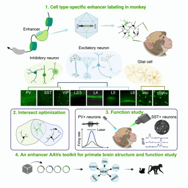 LabTakei's tweet card. Development of a comprehensive cell-type-specific enhancer-AAV toolkit enables targeted dissection of cortical cell types in the primate brain.