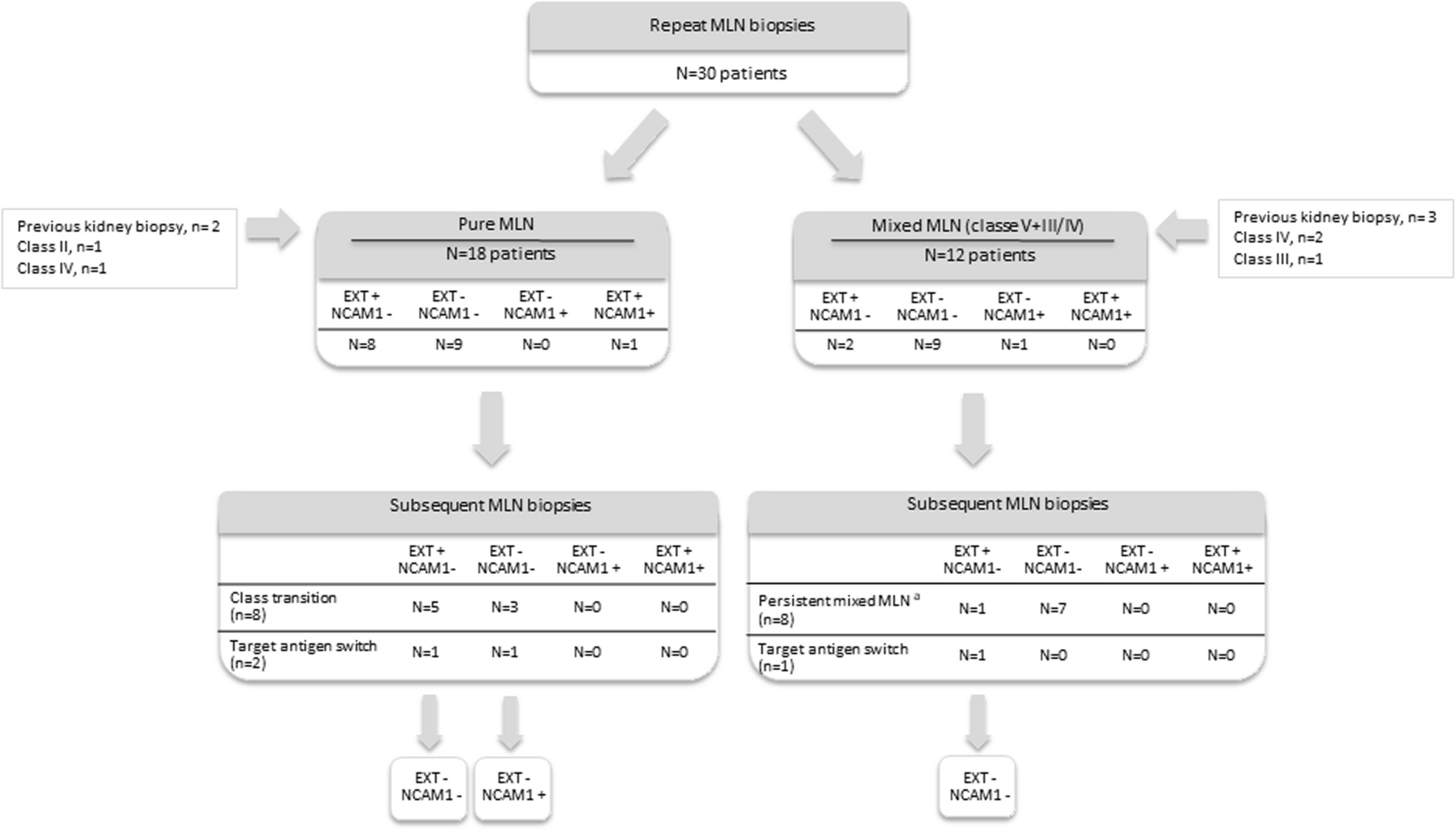SpringerPath's tweet card. Virchows Archiv - In membranous lupus nephritis (LN), positivity for the target antigen exostosin 1/2 (EXT) is associated with a lower chronicity index (CI) at first biopsy and a lower risk of...