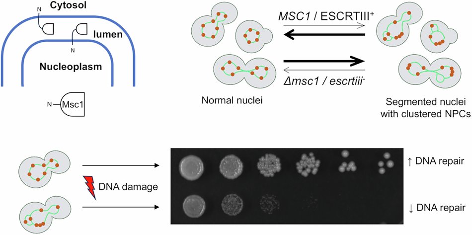 FMachinLab's tweet card. Communications Biology - Msc1 is a yeast protein that maintains nuclear envelope and nuclear pore complex integrity for DNA repair. Msc1 synergistically works with the ESCRT-III complex for this...