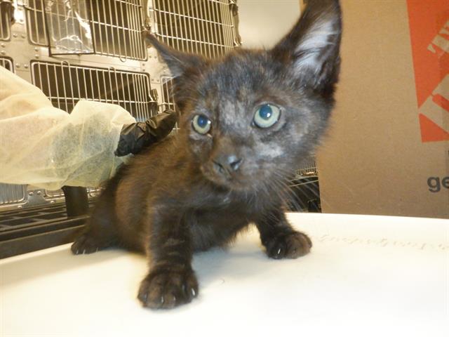 Turtle2Pond's tweet card. I am a male, black and torbi-brn Domestic Shorthair....