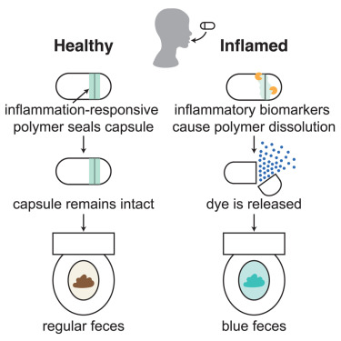 KMonkemuller's tweet card. This study describes the development of an ingestible pill-based biosensor device, the pill for reactive oxygen species (ROS)-responsive inflammation monitoring (PRIM), that uses ROS-responsive...