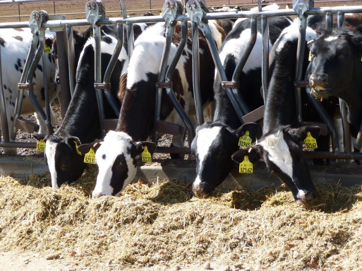 PNWAgNetwork's tweet card. Milk production in the 24 major milk-producing states in June totaled 18.5 billion pounds, up 3.4% year over year. Meanwhile, Northwest numbers were mixed.
