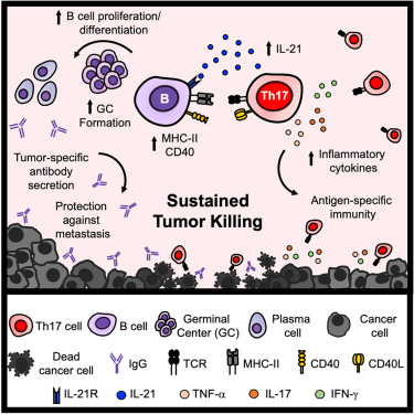 iPatho1's tweet card. Cole et al. report that adoptively transferred, tumor-specific Th17 cells engage host B cells and drive B cell proliferation and differentiation. These Th17 cells require B cells for sustained...