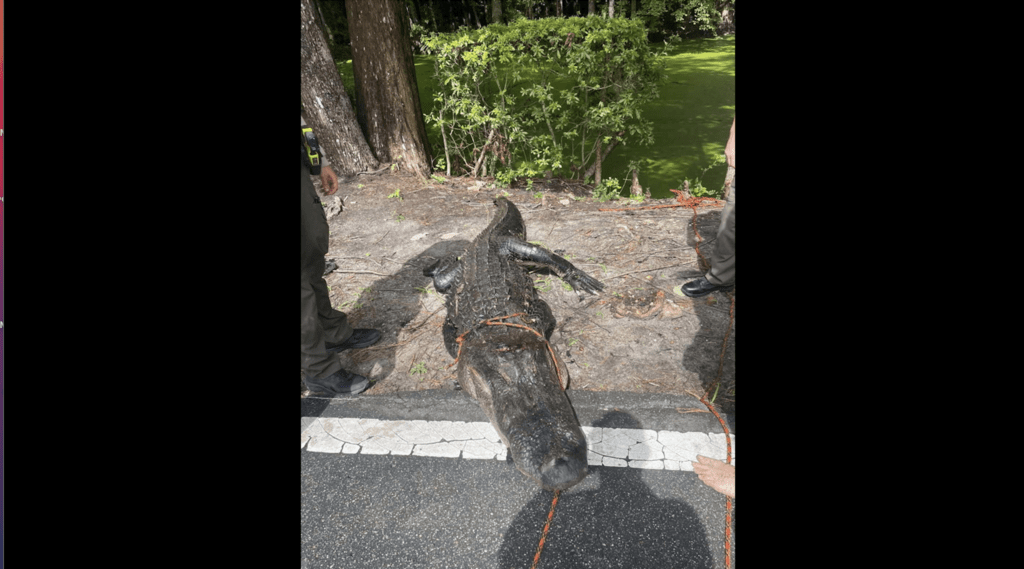 john_drescher's tweet card. A 12-year-old girl was injured by an alligator in the Columbus County lake in June. But Wildlife officials say alligators encounters are rare.