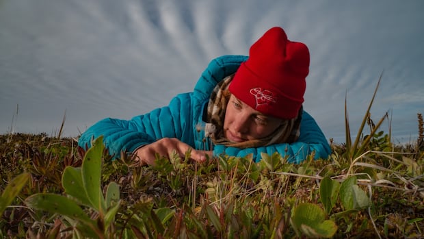 TIPS_SPIIE's tweet card. A recent study has found that climate change is altering Arctic plant composition, with some species declining in response to warmer temperatures, while others flourish. Researchers studied over...