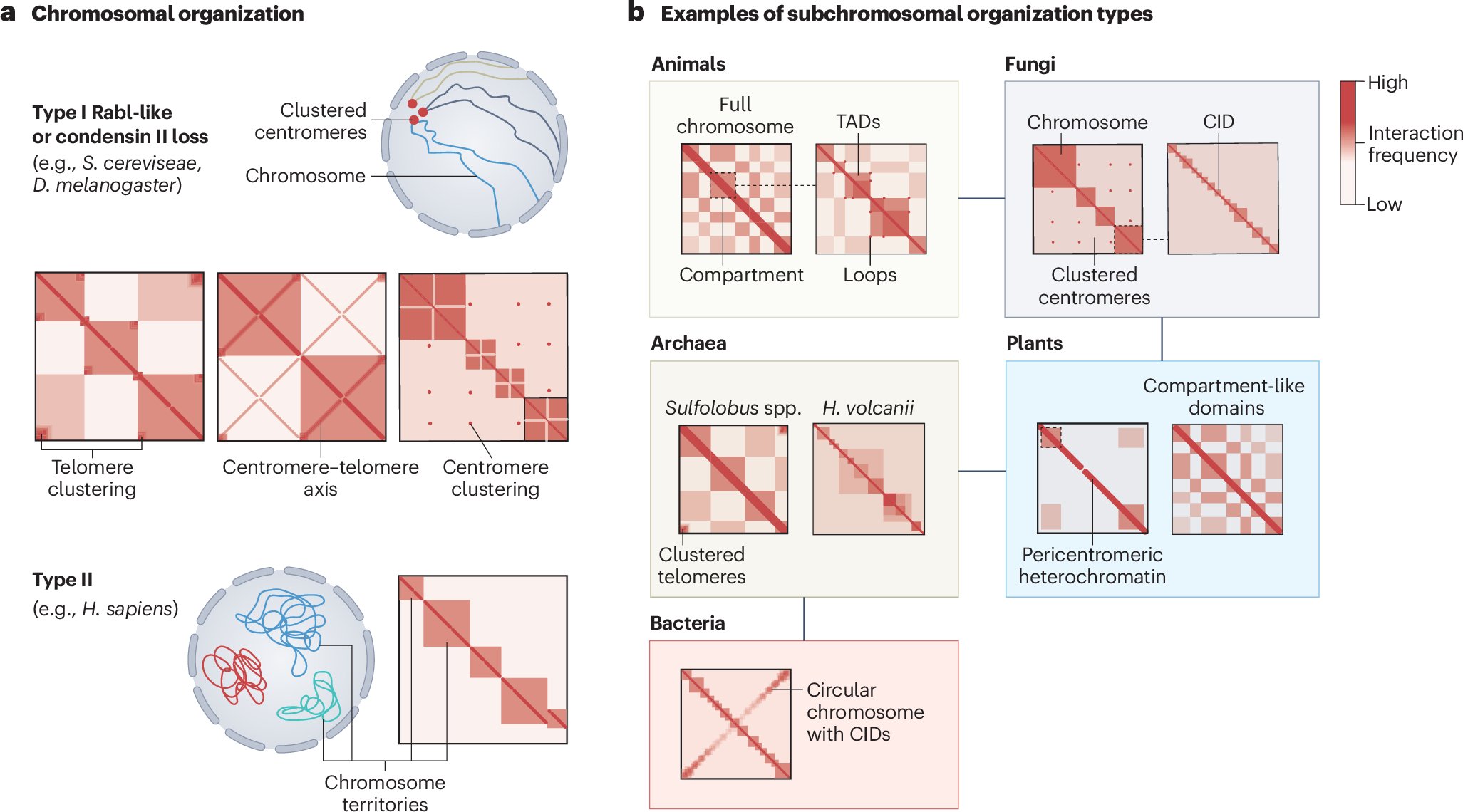 der_bri's tweet card. Nature Structural & Molecular Biology - Szalay et al. discuss cross-kingdom similarities and differences in 3D chromatin folding in relation to gene regulation, including in bacteria, archaea,...