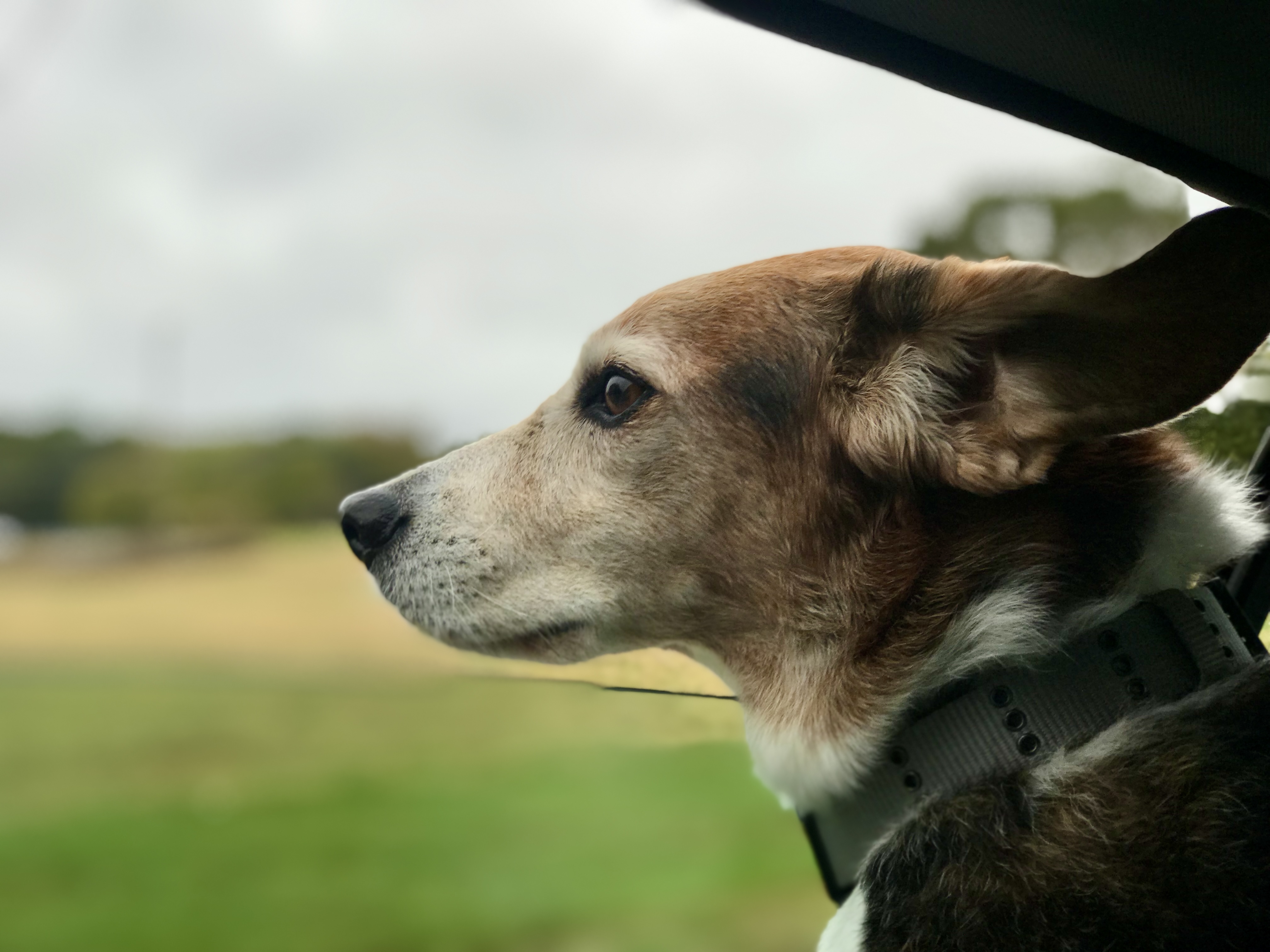 PaulKuharskyNFL's tweet card. It's my turn to write a sad tribute to a good boy my family had to say goodbye to.