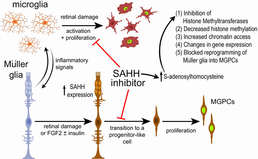 Drwacisback's tweet card. In chick, but not mouse retinas, the activity of S-Adenosylhomocysteine Hydrolase (SAHH) is required for the reprogramming of Muller glia into progenitor-like cells by regulating chromatin access...
