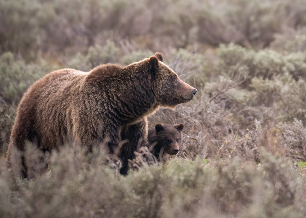 DanMacnulty's tweet card. Grizzly bears are creeping closer to the Wyoming border and could return to Utah within the next decade.