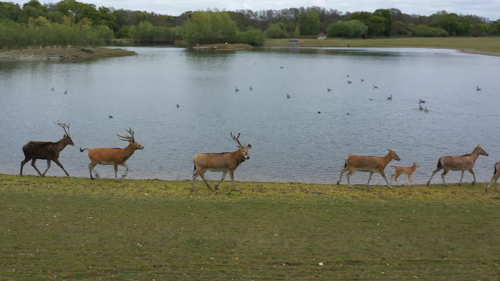 EmilyKitv's tweet card. The work being done at the wildlife reserve near King's Lynn is helping rare antelope and deer facing declining numbers and extinction in the wild. | ITV News Anglia