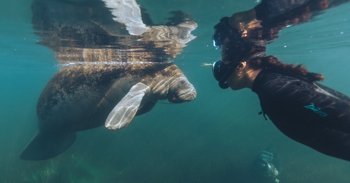 ConservationOrg's tweet card. A new documentary takes viewers on a trip around the world to explore one of nature’s most powerful — yet overlooked — climate allies: blue carbon.