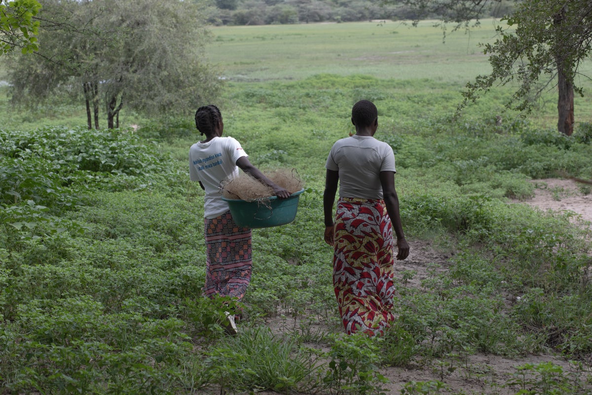 alexander_wpb's tweet card. Exclusive: Extensive droughts in Zambia have forced women into sexual exploitation – and USAID cuts have stopped programmes which sought to protect them, writes Alicja Hagopian