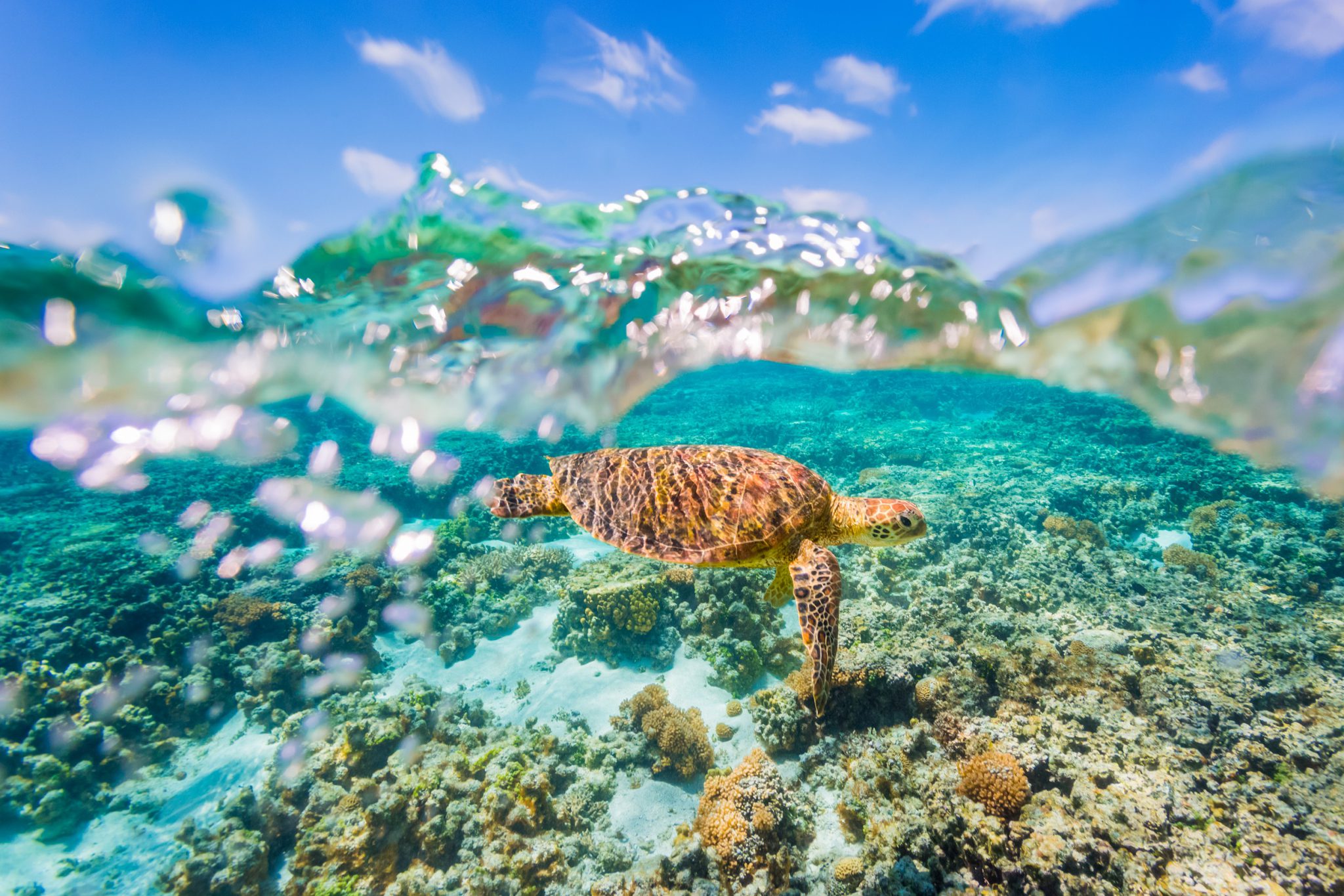 PADI's tweet card. Discover 16 of the world's best places to swim and dive with sea turtles and plan your next turtle vacation!