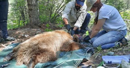 thom_g_bridge's tweet card. The Montana Black Bear Monitoring Program hopes to craft an updated and more detailed statewide population model.