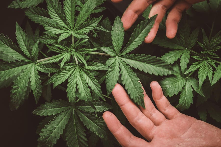 Cannavesting's tweet card. The Senate has approved President Trump's nomination of Terrance Cole as DEA administrator as the agency weighs a proposal to reclassify cannabis under federal drug laws.