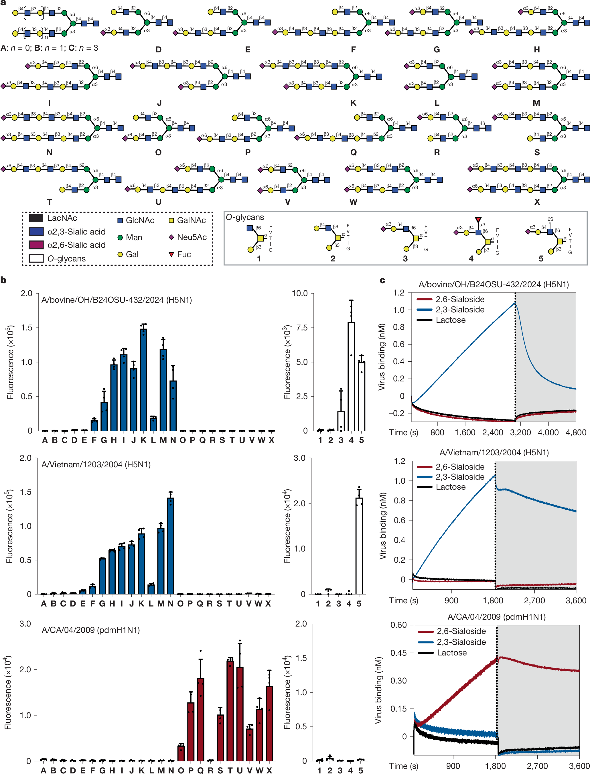 CIDER_UGA's tweet card. Nature - Receptor-binding specificity of a bovine influenza A virus