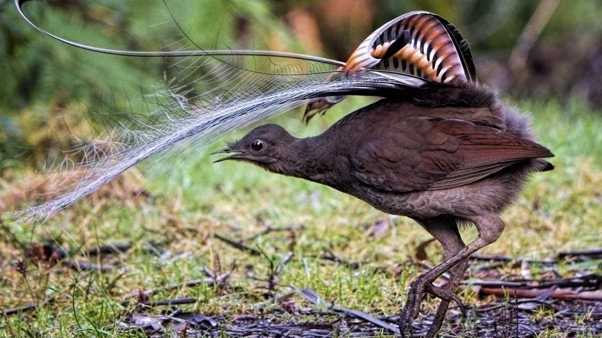 CosmosMagazine's tweet card. The superb lyre bird is known for its extraordinary ability to mimic sounds. New research has found it has another, unexpected talent: farming.