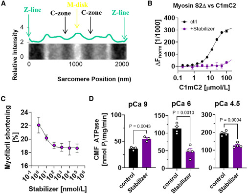 BiophysJ's tweet card. Myosin-based regulation has emerged as a fundamental new concept governing both cardiac and skeletal muscle contractile function during both health and disease states. Myosin-targeted therapeutics...