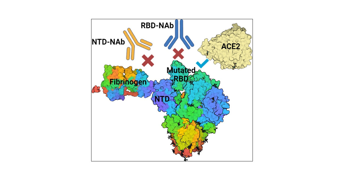 aktilaiyan's tweet card. The host protein fibrinogen has been found to interact with the N-terminal domain (NTD) of the spike protein in SARS-CoV-2. However, the evolutionary benefit of this binding to the virus still...