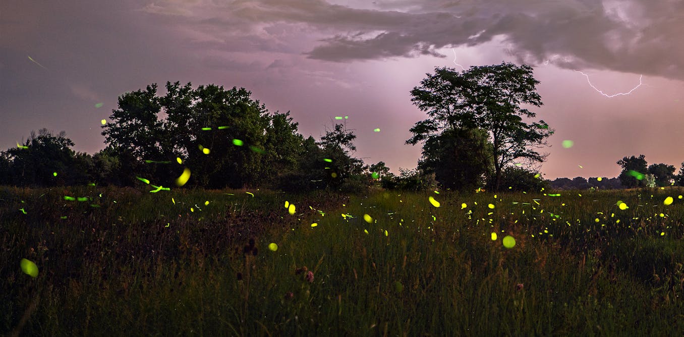 oritpeleg's tweet card. New research uses firefly flashing patterns to identify species and what they’re communicating.