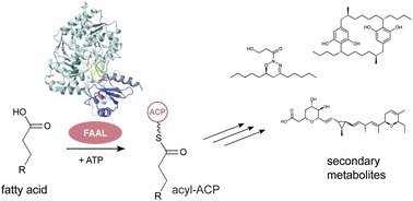 NatProdReports's tweet card. Covering: covering up to 2024 Fatty Acyl-AMP Ligases (FAALs) belong to the family of adenylate-forming enzymes and activate fatty acyl substrates through adenylation. FAALs were discovered as key...