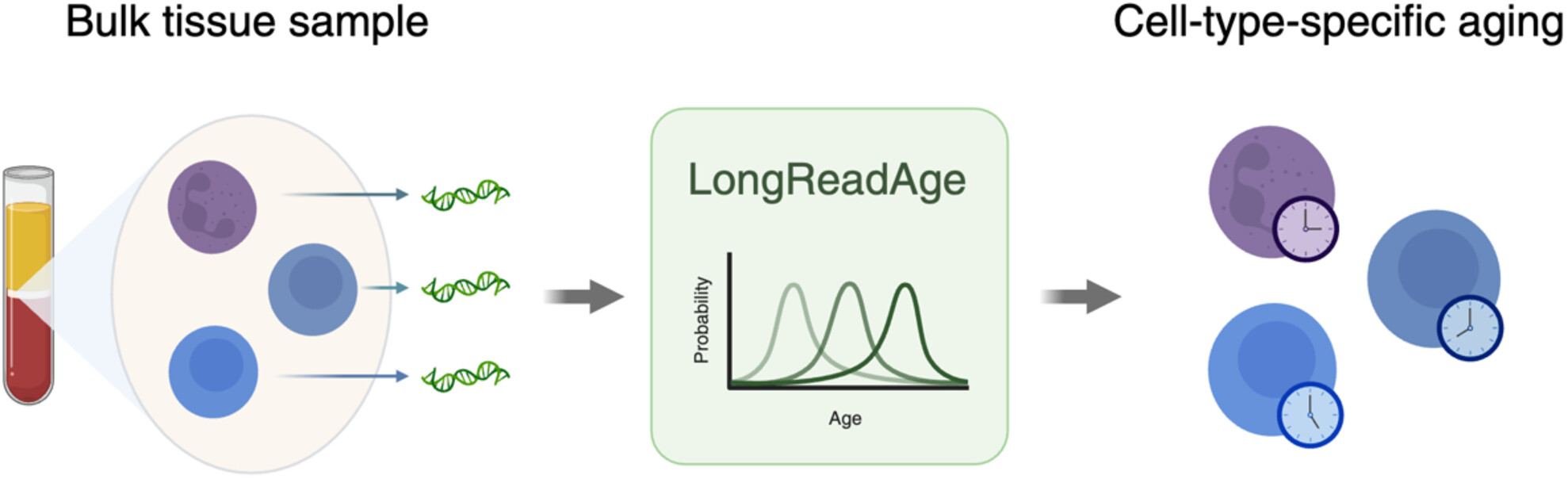 AgingBiology's tweet card. Here we introduce LongReadAge, a probabilistic method leveraging long-read sequencing to profile epigenetic aging at cell-type resolution from a bulk sample, without cell sorting. Applied to bulk...