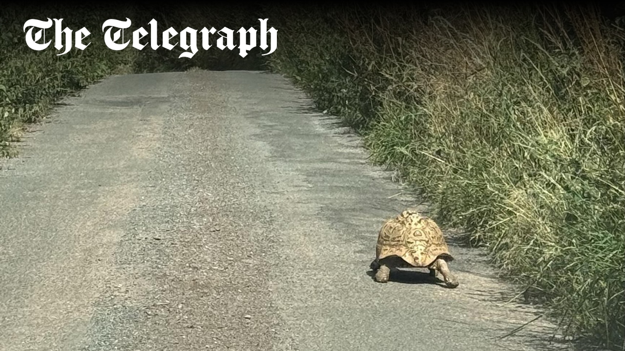 Telegraph's tweet card. Shelly, a leopard tortoise, was initially mistaken for a ‘big rock’ when a farmer in Devon discovered her
