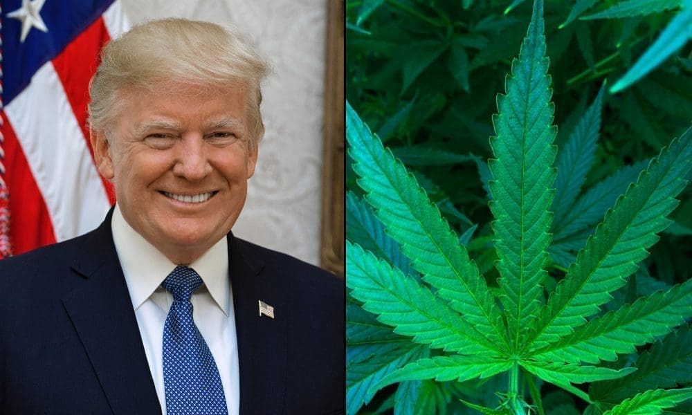 DiamondJim8's tweet card. Half of U.S. marijuana consumers say they expect to consume more cannabis under the Trump administration than they have before, according to a new poll. After a tumultuous first three months of...