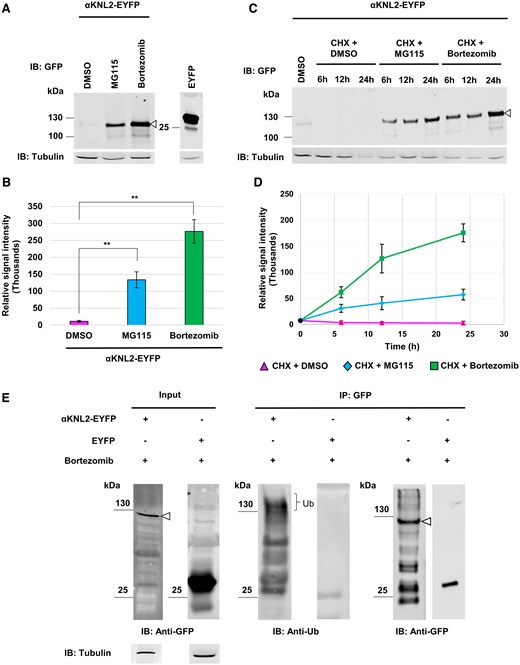 LeibnizIPK's tweet card. Controlled degradation of the kinetochore protein KNL2 during cell division preserves genome stability and promotes normal plant growth and development.