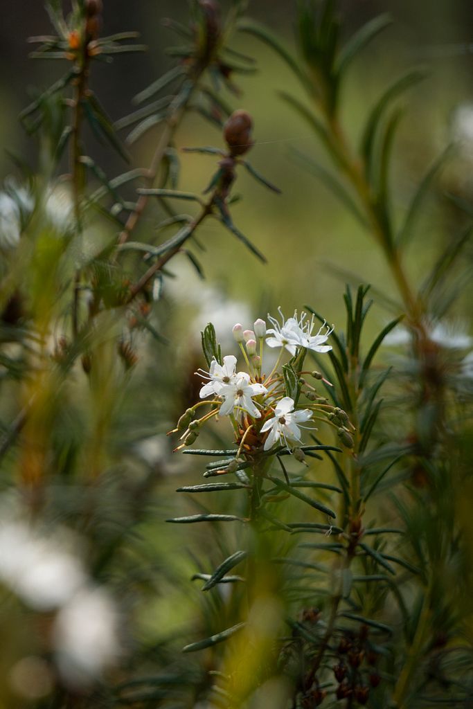 Matifo970's tweet card. Among the quiet wetlands of the north, the wild rosemary (suopursu) blooms with a scent that carries memory and mystery. A humble flower, almost forgotten...