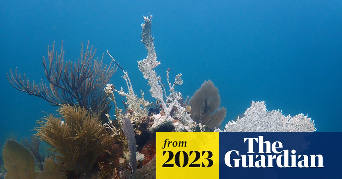 Ana_Prohaska's tweet card. Noaa and marine rescue groups work together in effort to preserve Florida’s reefs as rising water temperatures cause concern
