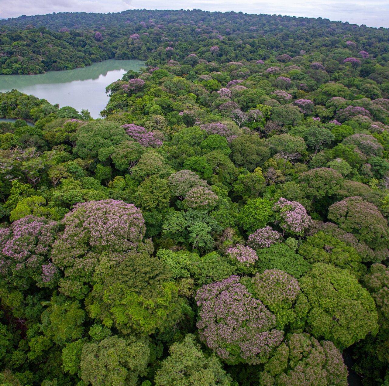 Ana_Prohaska's tweet card. Tropical forests often harbor hundreds of species of trees in a square mile, but scientists often struggle to understand how such a diversity of species can coexist. In a study published in Science,...