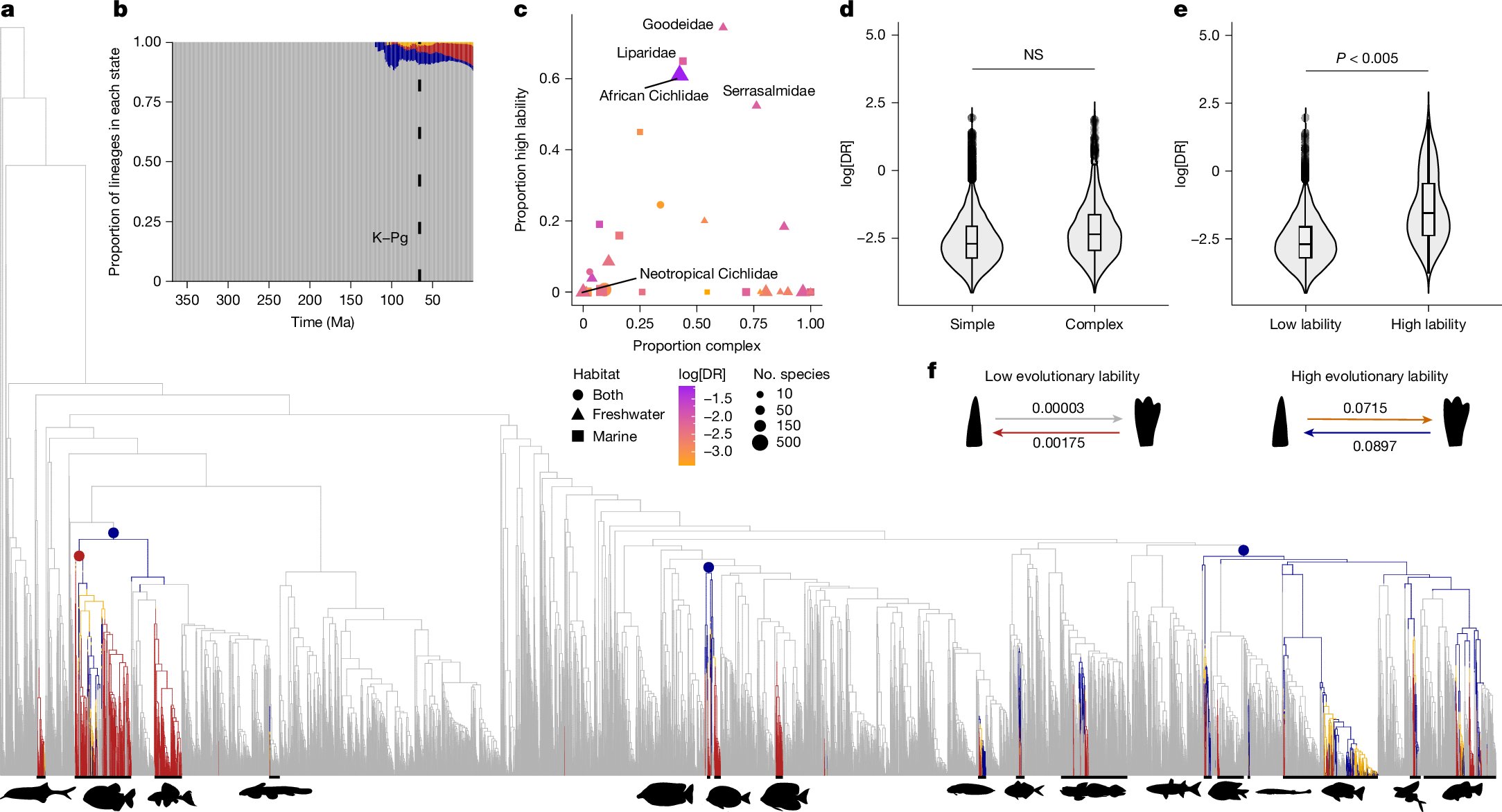 cichlidnick's tweet card. Nature - A study shows that the rapid diversification of cichlids in African lakes is driven by their ability to evolve between having simple or complex teeth.