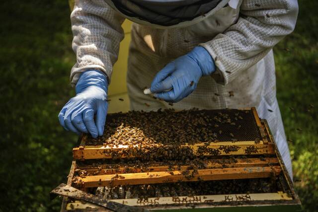 britishbee's tweet card. Honeybee colonies in the United States are projected to decline by up to 70% this year, entomologists say. And that could spell economic disaster. According to the American Beekeeping Federation,...