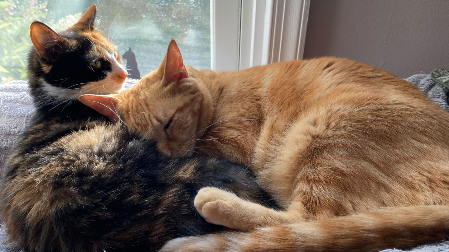 MayaAjmera's tweet card. The variant gene is found on the X chromosome. This sex-linked trait for orange fur is found only in domesticated cats.