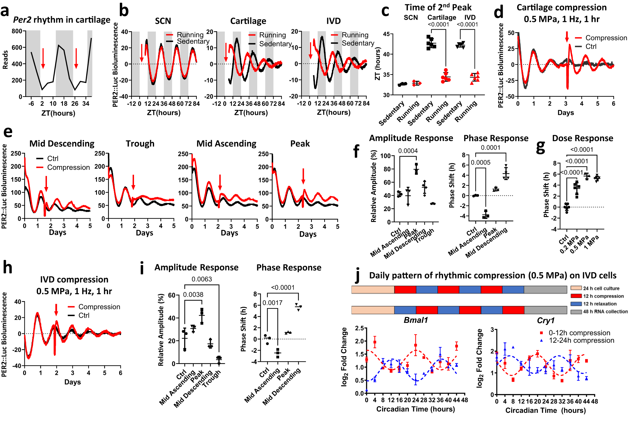 CCB_UCSD's tweet card. Nature Communications - The 24-hour circadian clocks in cartilage and intervertebral disc play key roles in regulating tissue physiology, yet how they are reset on a daily basis remains elusive....