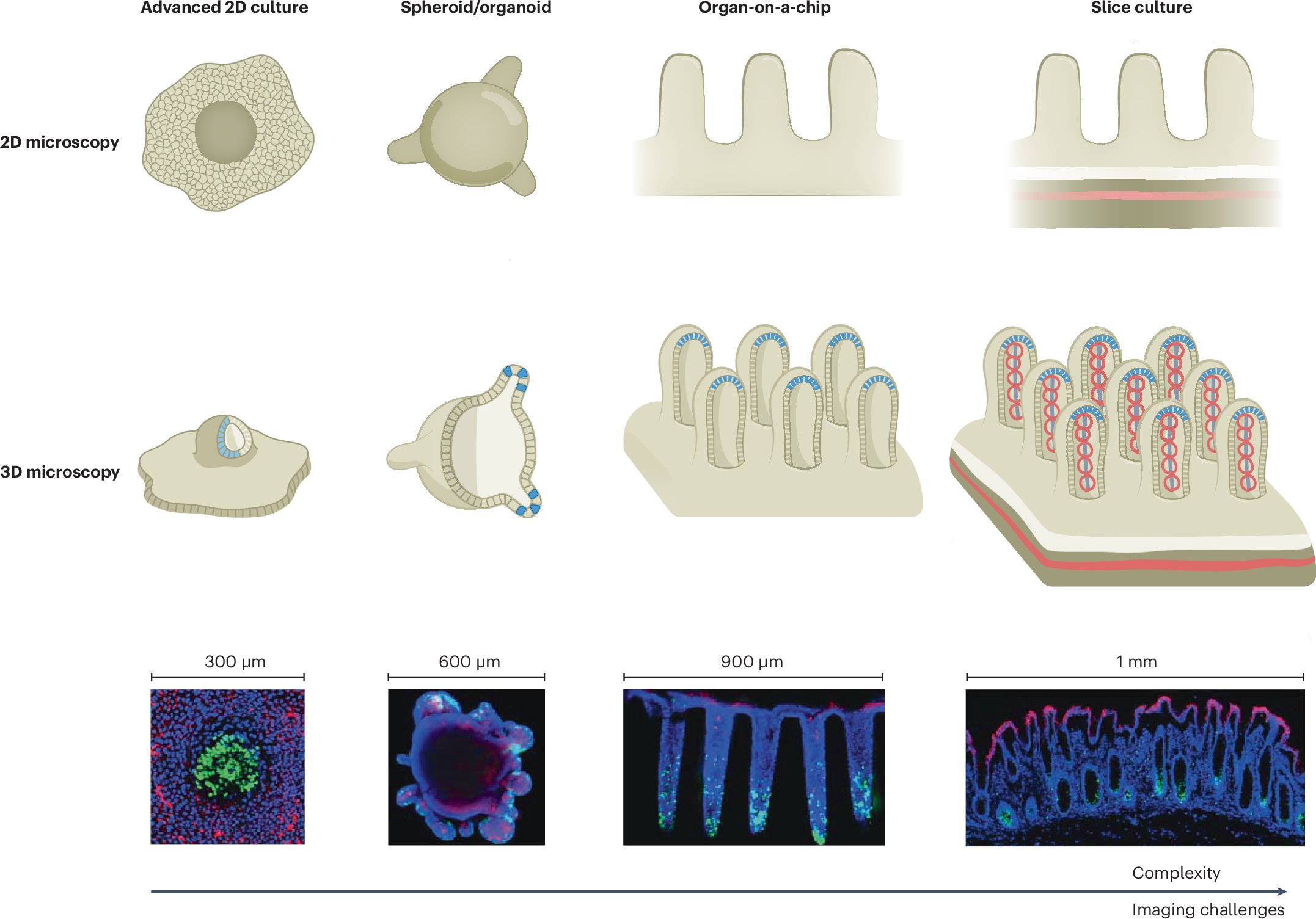 adam_k_glaser's tweet card. Nature Methods - This Review discusses current 2D and 3D microscopy methods for imaging three-dimensional cell cultures and emerging strategies to address key challenges.