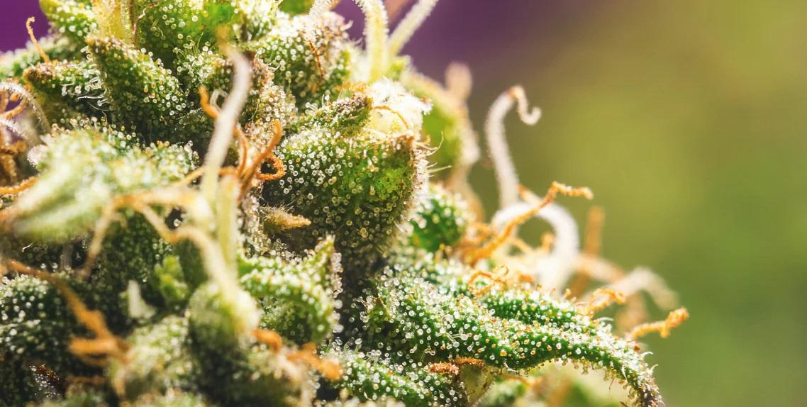 AMartinelliWA's tweet card. A Texas lawmaker has introduced new legislation that would legalize marijuana for adults 21 and older. Filed by Representative Jessica González, HB 195 would allow adults to possess up to 2.5 ounces...