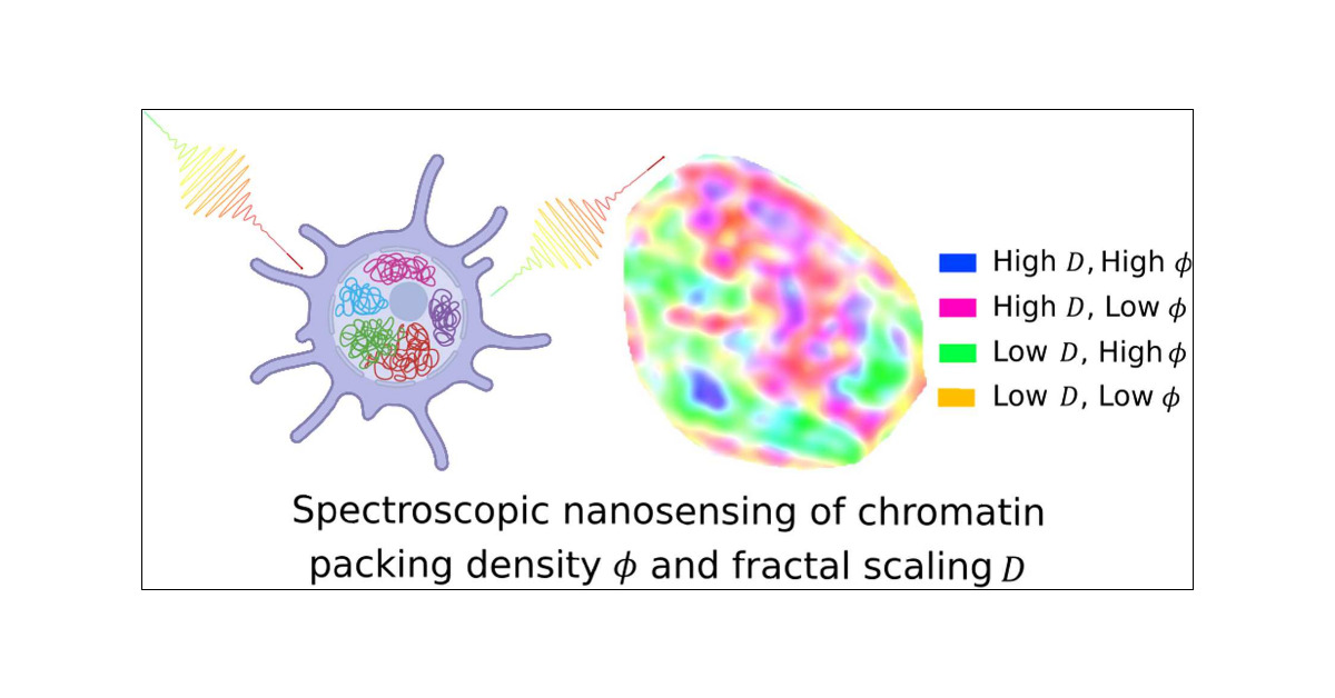 PhysGenCenter's tweet card. In single cells, chromatin packs into organized structures to perform biological functions, such as RNA transcription regulation. Characterizing such structural behaviors, including packing density...